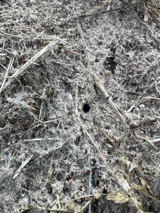 Small round burrow hole in sandy soil surrounded by dried grass and twigs.