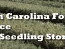 North Carolina Forest Service Tree Seedling Store text with NC shield and state seal