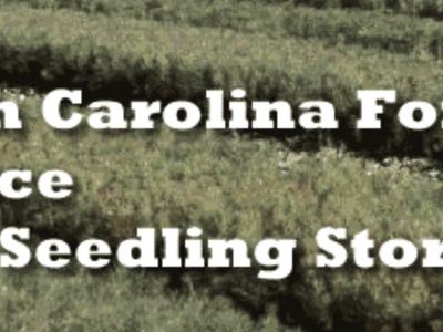 North Carolina Forest Service Tree Seedling Store text with NC shield and state seal