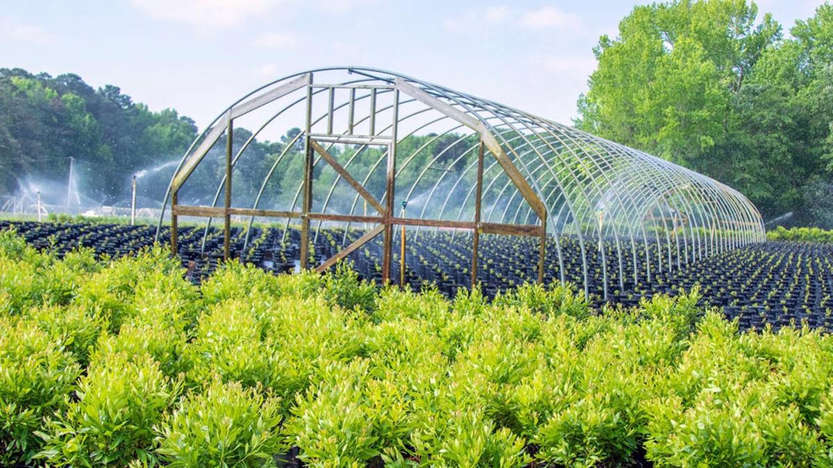 Vegetables growing in the field at a farm in Johnston County