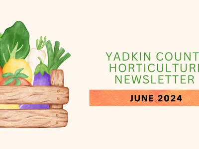 Wooden crate of vegetables left, text "YADKIN COUNTY HORTICULTURE NEWSLETTER" and "JUNE 2024" on right