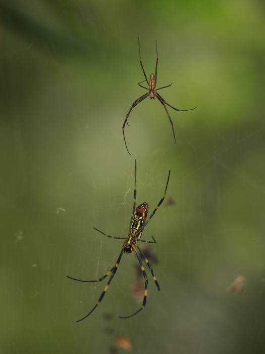 A male Joro spider (above) in the web of a young female Joro spider (below). Photo: Koo Bearhill (CC)