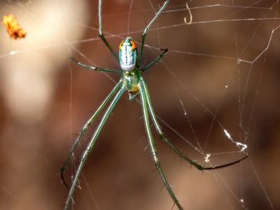 A greenish and pearly colored spider, with long thin legs hangs upside down in a web. 