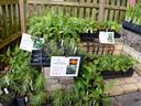 Nursery trays of potted plants on stone steps with label "Hubricht's bluestar"