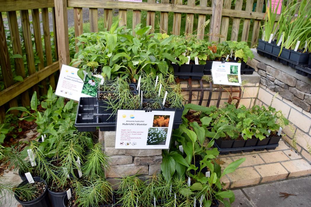 Nursery trays of potted plants on stone steps with label "Hubricht's bluestar"
