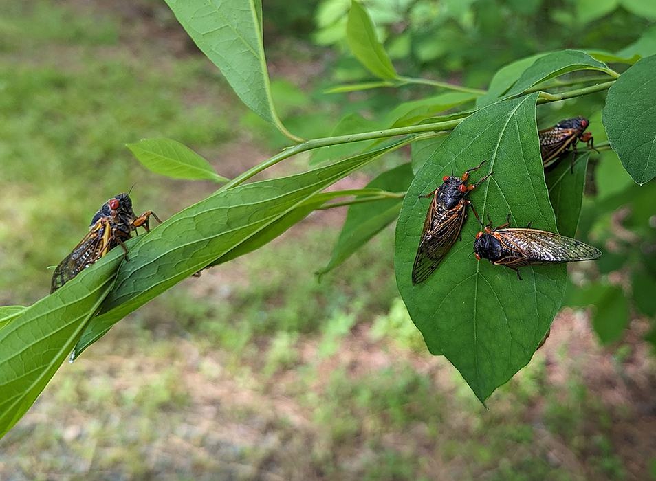 Four red-eyed cicadas resting on green leaves