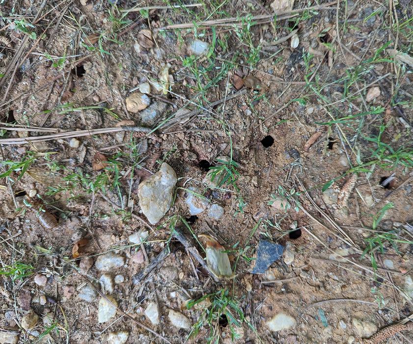 Bare soil with multiple small round insect burrow holes, scattered pebbles and grass