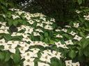 White Kousa dogwood bracts covering leafy shrub branches