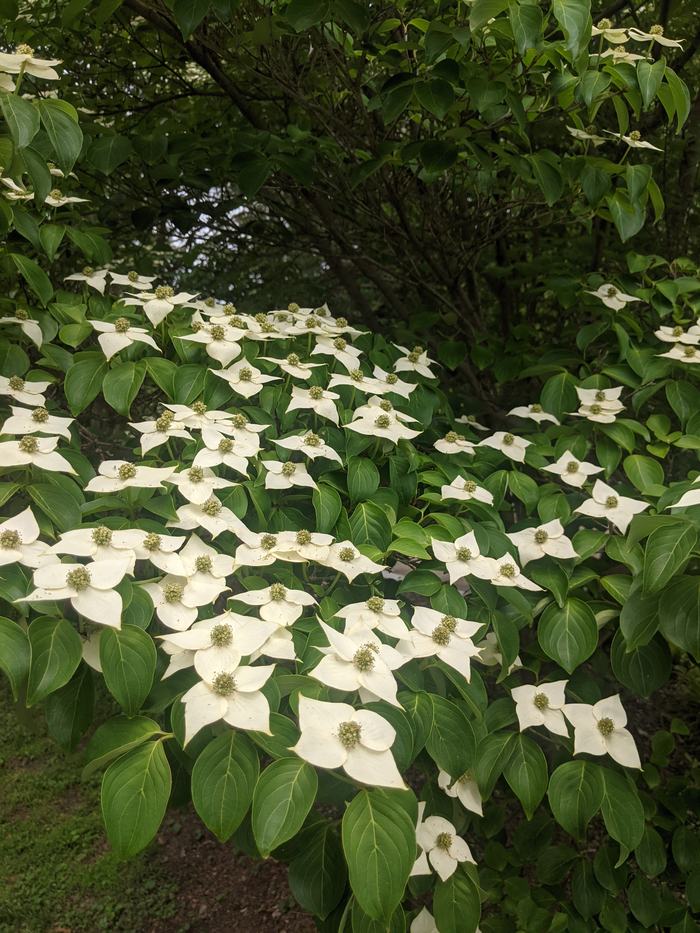 White Kousa dogwood bracts covering leafy shrub branches