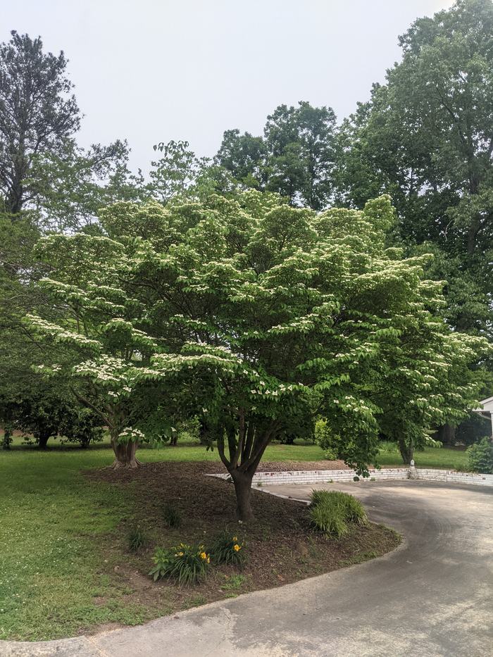 Large flowering tree with layered branches beside a curved driveway and small flower bed