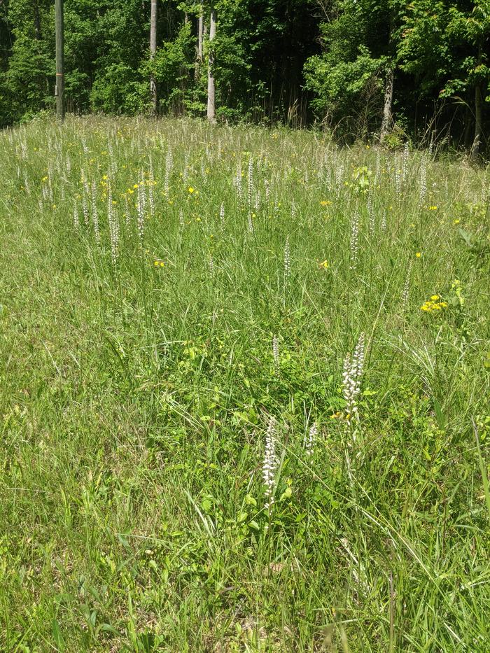 Field of green grass with tall white spiral-spiked orchids and yellow wildflowers