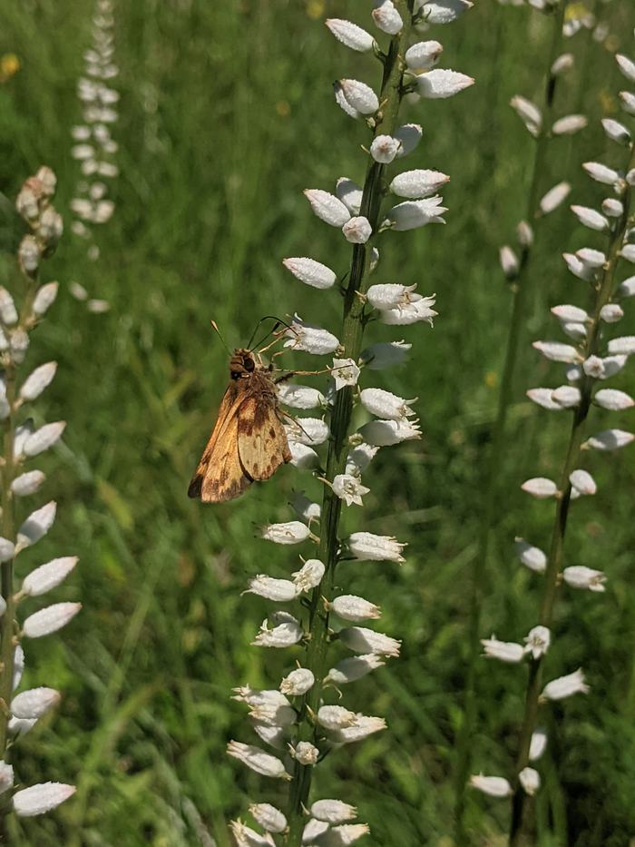 Orange skipper butterfly perched on a white flower spike in a grassy field