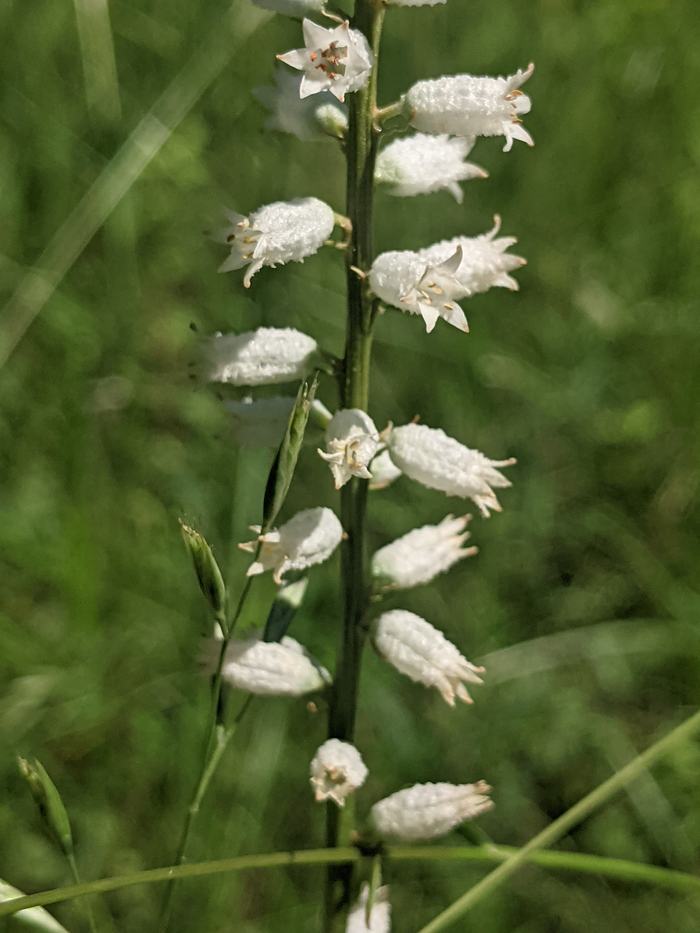 Slender green stalk with a vertical row of small white cylindrical flowers in grass