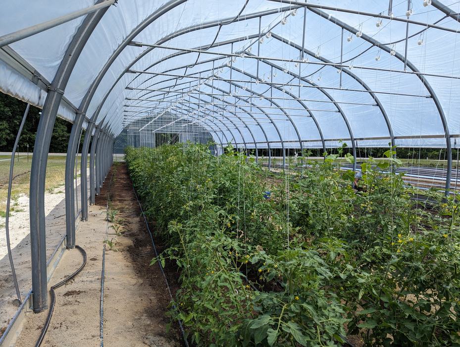 high tunnel inside view of plants growing in ground