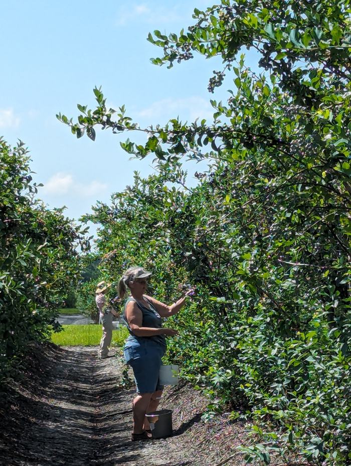 volunteers picking