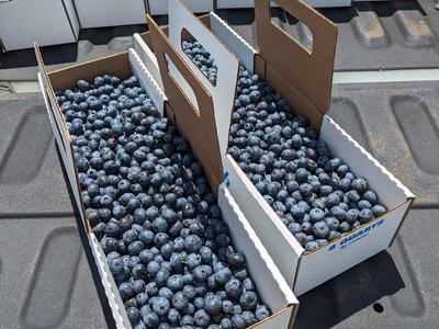 freshly picked blueberries