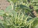 Sunflower buds forming on hairy stems in a field with rows of plants in background
