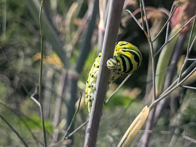 Green-and-black striped caterpillar clinging to a thin plant stem