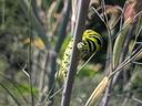 Green-and-black striped caterpillar clinging to a thin plant stem