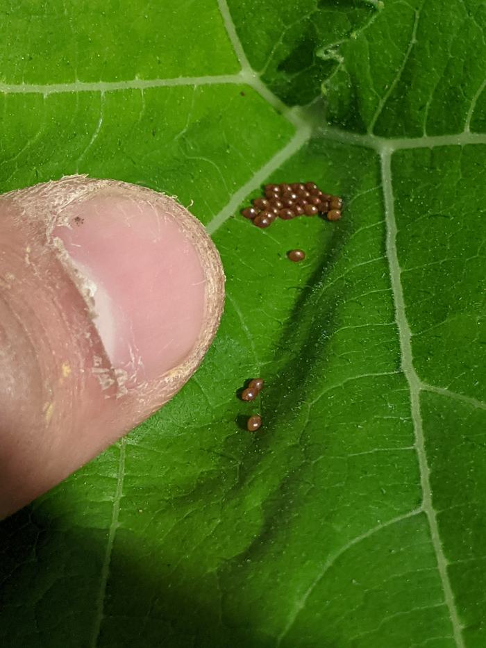 Small cluster of brown insect eggs on a green leaf with fingertip for scale