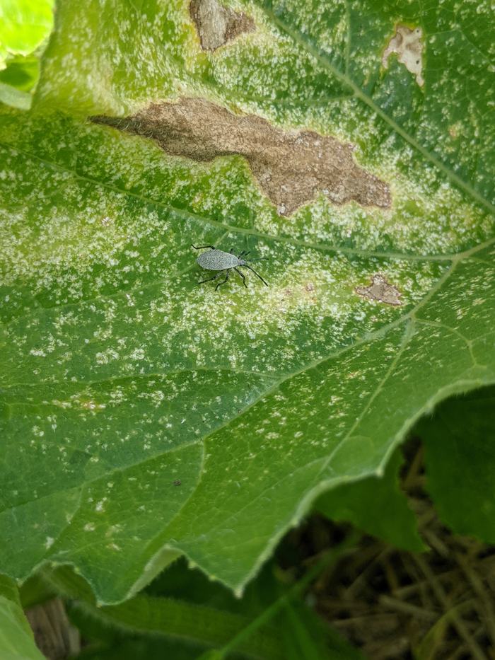 Gray-green weevil walking on a speckled, partially damaged green leaf