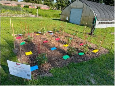 Tomato variety trial plot with labeled plants, colorful markers and sign reading "Tomato Variety Trial"