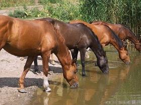 Three horses drinking from a pond at the water's edge