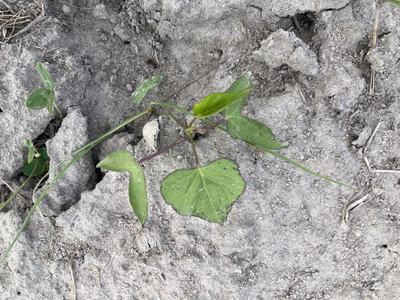 A green split leafed plant growing from farm soil.