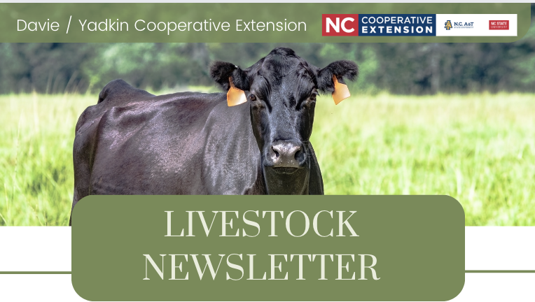 Black cow with orange ear tags in pasture; text "LIVESTOCK NEWSLETTER" and "Davie / Yadkin"