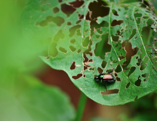 Iridescent beetle on a green leaf riddled with holes from feeding