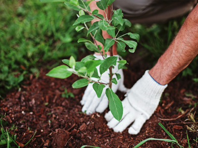Hands in white gloves planting a young tree sapling in mulch