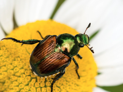 Metallic green and brown beetle on yellow daisy center