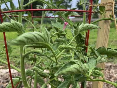 Tomato plant with yellow blossoms supported by red cage and wooden stake