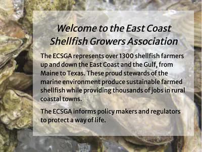Oysters on ice with overlay text "Welcome to the East Coast Shellfish Growers Association"