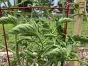 Tomato plant with yellow blossoms supported by red cage and wooden stake