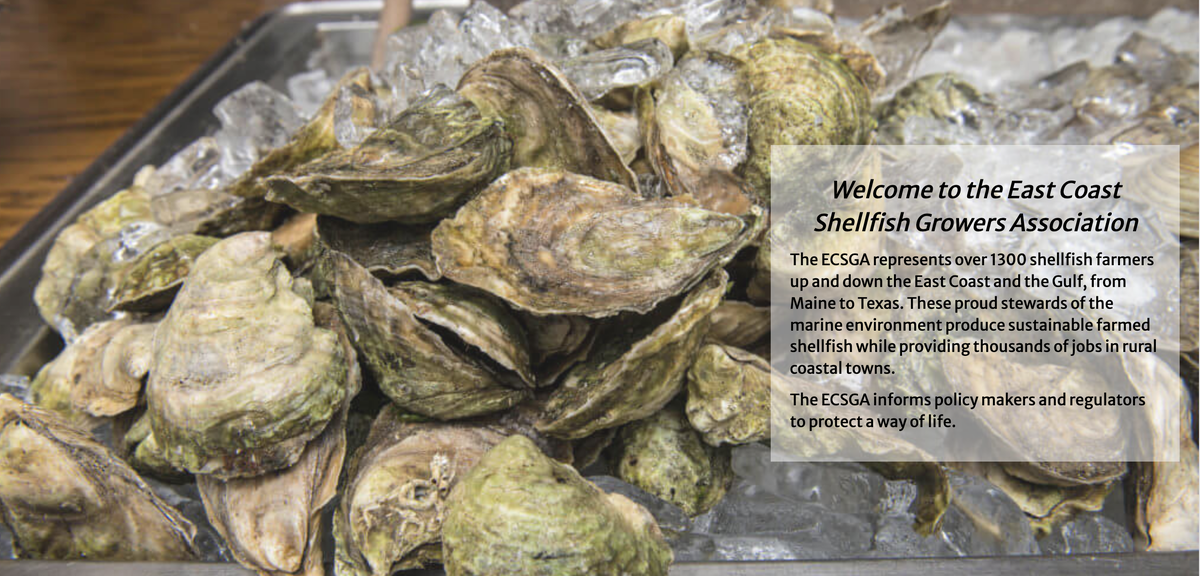 Oysters on ice with overlay text "Welcome to the East Coast Shellfish Growers Association"