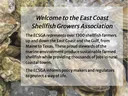 Oysters on ice with overlay text "Welcome to the East Coast Shellfish Growers Association"