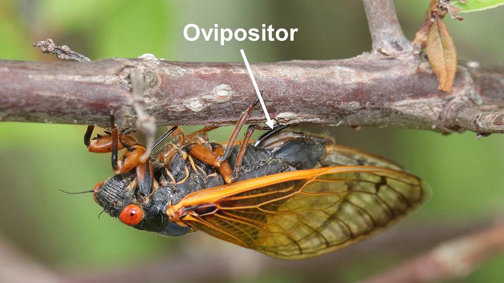 Cicada clinging under branch with label and arrow pointing to "Ovipositor"