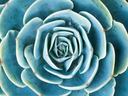 Top view of blue-green succulent rosette with concentric fleshy leaves
