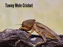 Tawny Mole Cricket