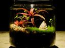 Jar with plants and moss