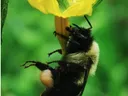 Bumblebee clinging upside-down to yellow flower with pollen sac on hind leg