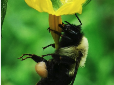 Bumblebee clinging upside-down to yellow flower with pollen sac on hind leg