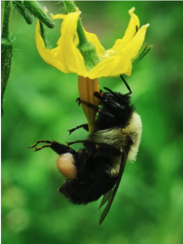 A bee pollinating a tomato bloom.