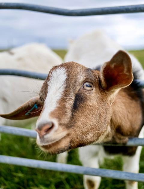 Goat