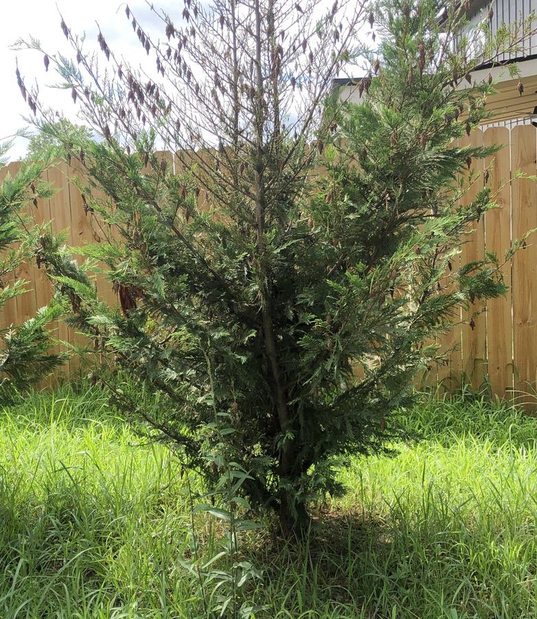 bagworms Leyland Cypress