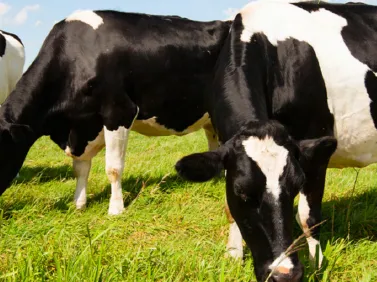 cow