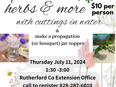 July 11 multiply your herbs by taking cuttings