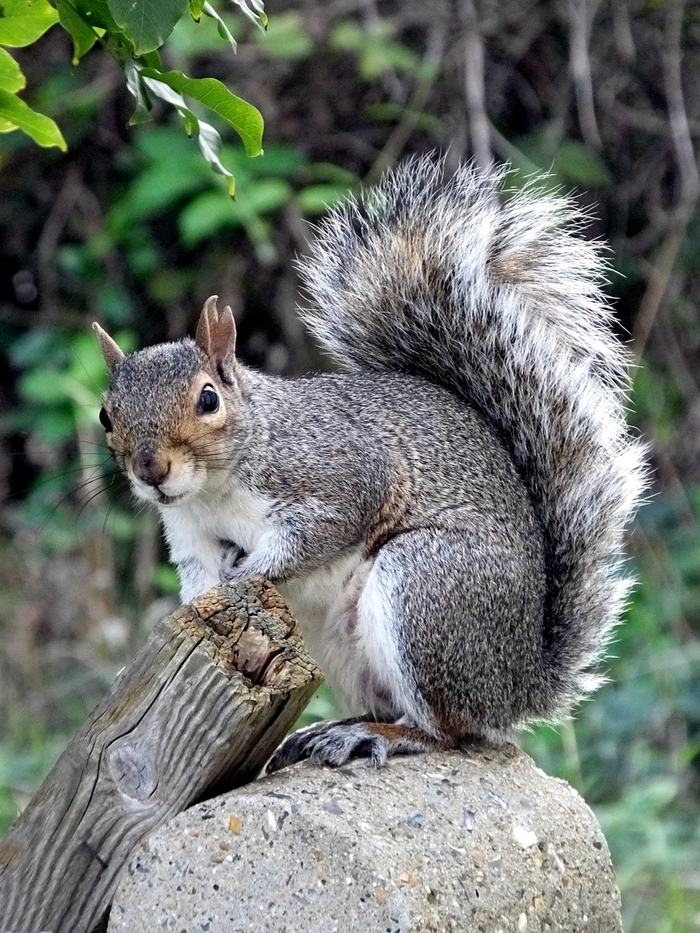 Gray squirrel perched on a wooden post with curled bushy tail