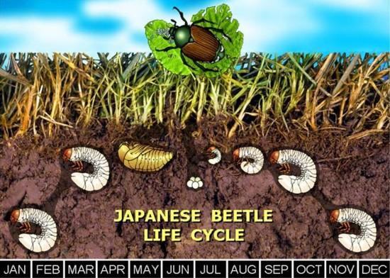 Japanese beetle life cycle diagram showing grub and adult stages with months labeled